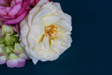 Mavi arka planda çiy damlaları olan bir buket güzel çiçek.