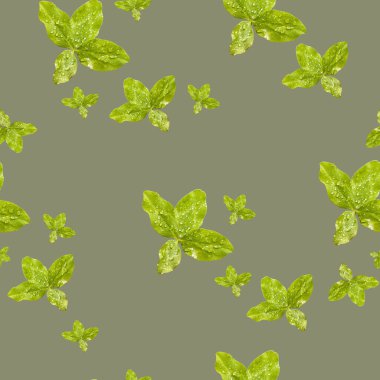 Taze nane yeşili yaprakları olan kusursuz bir arka plan. 