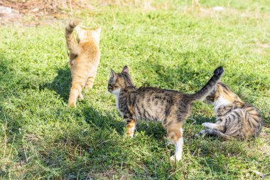Yeşil çimenlikteki üç kedi açık havada hayatın tadını çıkarıyor.
