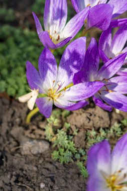 Bahçedeki güzel mor çiçek, yakın görüş. 