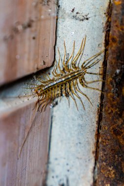Sinek Kapanı Böceği. Bir sürü bacak, korkunç..