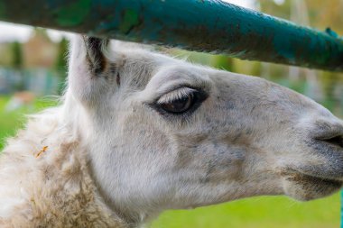 Lama bir hayvanat bahçesinde çimenli bir çevrede duruyor. Hayvan fotoğrafçılığı.