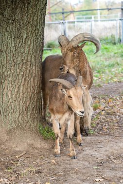 Hayvanat bahçesindeki büyük keçiler 