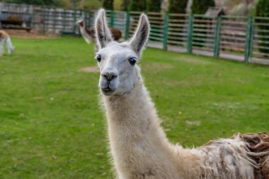 Lama bir hayvanat bahçesinde çimenli bir çevrede duruyor. Hayvan fotoğrafçılığı.