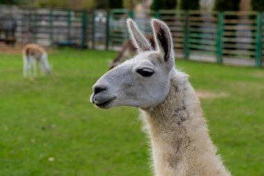 Lama bir hayvanat bahçesinde çimenli bir çevrede duruyor. Hayvan fotoğrafçılığı.