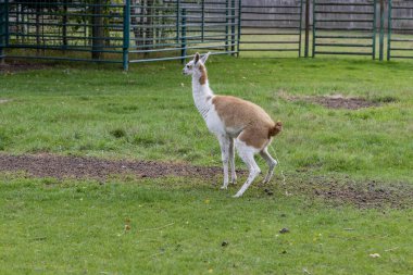 Lama bir hayvanat bahçesinde çimenli bir çevrede duruyor. Hayvan fotoğrafçılığı.