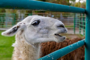 Lama bir hayvanat bahçesinde çimenli bir çevrede duruyor. Hayvan fotoğrafçılığı.