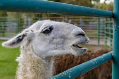Lama bir hayvanat bahçesinde çimenli bir çevrede duruyor. Hayvan fotoğrafçılığı.