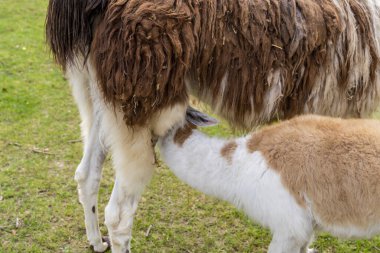 Lama ve bebek hayvanat bahçesinde