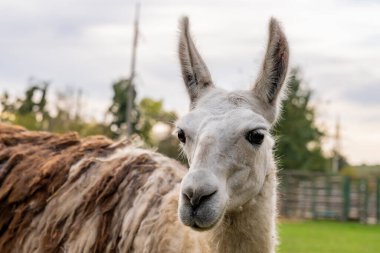 Lama bir hayvanat bahçesinde çimenli bir çevrede duruyor. Hayvan fotoğrafçılığı.