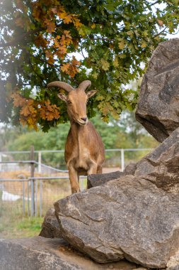 Kayanın üzerinde duran keçiye yakın çekim 