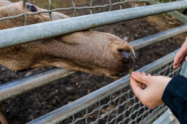 Hayvanat bahçesinde geyik besleyen kadın.