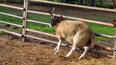 Çimenli bir açık alanda duran siyah beyaz yüzlü boynuzlu bir koyunun yakın çekimi. Kıvrımlı ve uzun boynuzlu çiftlik hayvanının yan profili.