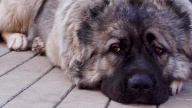 Kafkas çoban köpeği. Arka plan bulanık. Şirin köpek..