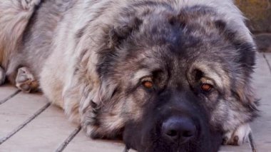 Kafkas çoban köpeği. Arka plan bulanık. Şirin köpek..