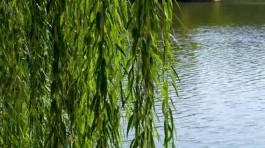 Yazın güzel nehir manzarası ve yeşil ağaçlar 