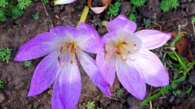 Mor timsahlar, bahçedeki çiçekler.