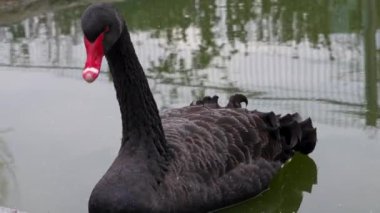Hayvanat bahçesindeki çarpıcı beyaz pelikanın yakın mesafe görüntüleri..