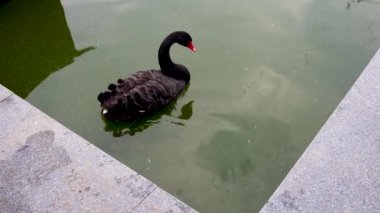 Hayvanat bahçesindeki çarpıcı beyaz pelikanın yakın mesafe görüntüleri..