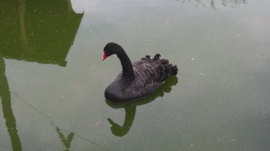 Hayvanat bahçesindeki çarpıcı beyaz pelikanın yakın mesafe görüntüleri..