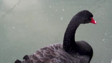 Hayvanat bahçesindeki sevimli siyah pelikanın yakın plan fotoğrafı..