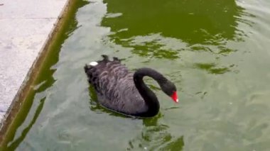Hayvanat bahçesindeki sevimli siyah pelikanın yakın plan fotoğrafı..