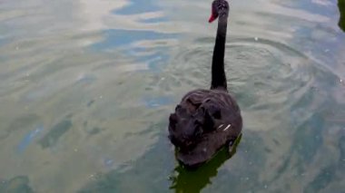 Hayvanat bahçesindeki sevimli siyah pelikanın yakın plan fotoğrafı..