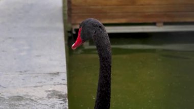 Hayvanat bahçesindeki muhteşem beyaz pelikanın detaylı görüntüsü..