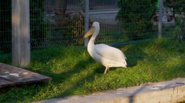 Hayvanat bahçesindeki zarif beyaz pelikanın yakın çekimi..