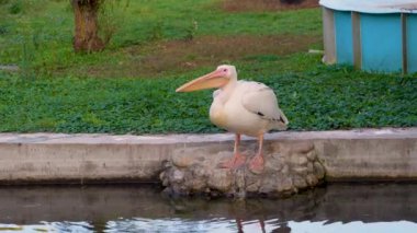 Hayvanat bahçesindeki zarif beyaz pelikanın yakın çekimi..