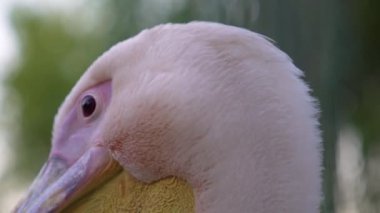 Hayvanat bahçesindeki zarif beyaz pelikanın yakın çekimi..