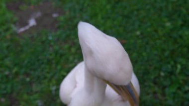 Hayvanat bahçesindeki muhteşem beyaz pelikanın detaylı görüntüsü..
