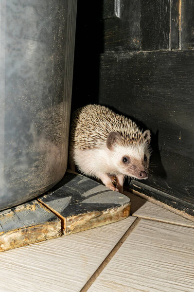 Ежик сидит на полу, закрывается.