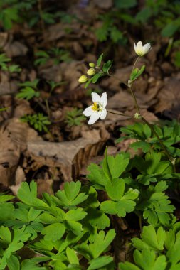Yaygın kurbağa ıslak zeminde oturuyor. Vahşi yaşam fotoğrafçılığı. Doğal ortamda amfibi. Zooloji ve biyoloji kavramı. 