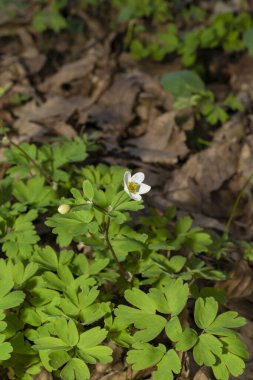 Yaygın kurbağa ıslak zeminde oturuyor. Vahşi yaşam fotoğrafçılığı. Doğal ortamda amfibi. Zooloji ve biyoloji kavramı. 