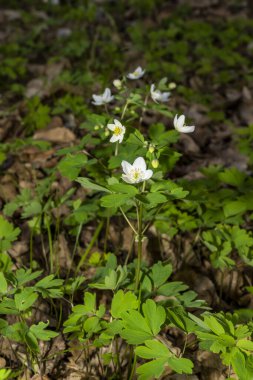 Yaygın kurbağa ıslak zeminde oturuyor. Vahşi yaşam fotoğrafçılığı. Doğal ortamda amfibi. Zooloji ve biyoloji kavramı. 
