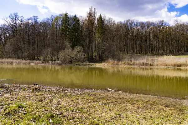 Çamurlu suyla çevrili orman gölü kuru çimenler ve bulutlu bir gökyüzünün altında ağaçlarla çevrili. Su yüzeyinde yansımaları olan doğa manzarası. Tasarım ve baskı için sakin bir açık hava manzarası