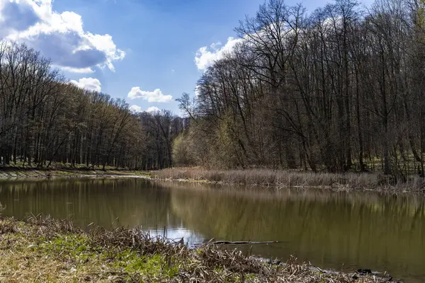 Çamurlu suyla çevrili orman gölü kuru çimenler ve bulutlu bir gökyüzünün altında ağaçlarla çevrili. Su yüzeyinde yansımaları olan doğa manzarası. Tasarım ve baskı için sakin bir açık hava manzarası