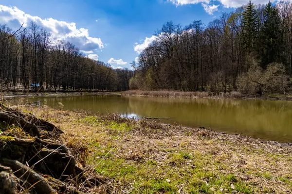 Çamurlu suyla çevrili orman gölü kuru çimenler ve bulutlu bir gökyüzünün altında ağaçlarla çevrili. Su yüzeyinde yansımaları olan doğa manzarası. Tasarım ve baskı için sakin bir açık hava manzarası