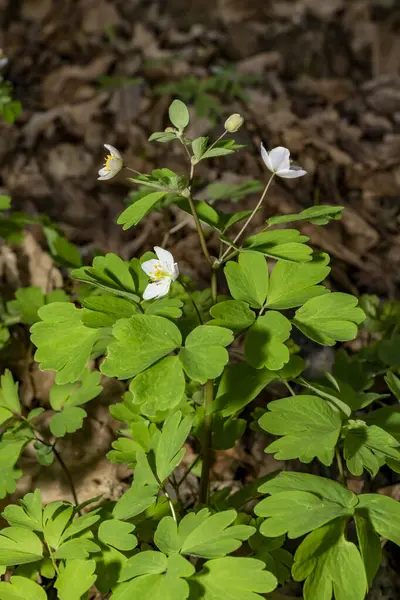 Yaygın kurbağa ıslak zeminde oturuyor. Vahşi yaşam fotoğrafçılığı. Doğal ortamda amfibi. Zooloji ve biyoloji kavramı. 