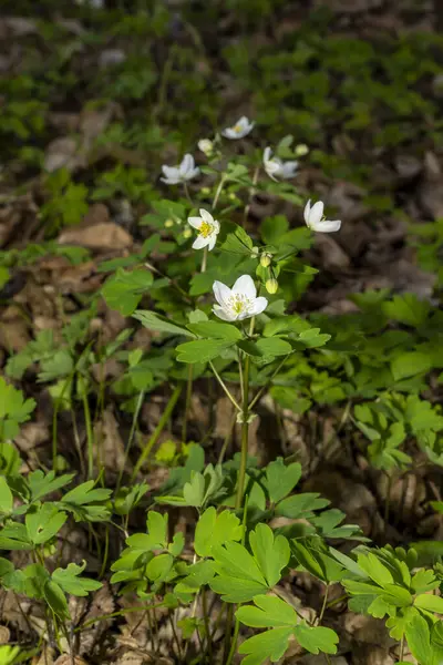 Yaygın kurbağa ıslak zeminde oturuyor. Vahşi yaşam fotoğrafçılığı. Doğal ortamda amfibi. Zooloji ve biyoloji kavramı. 