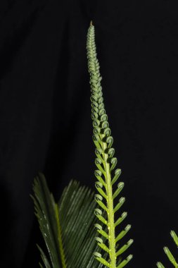 Açılma aşamasında Cycas devekuşunun genç katlanmış yaprakları