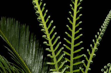 Açılma aşamasında Cycas devekuşunun genç katlanmış yaprakları
