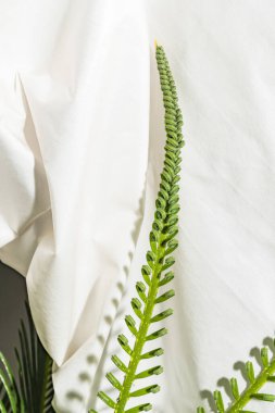 Açılma aşamasında Cycas devekuşunun genç katlanmış yaprakları