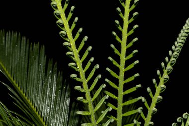 Açılma aşamasında Cycas devekuşunun genç katlanmış yaprakları