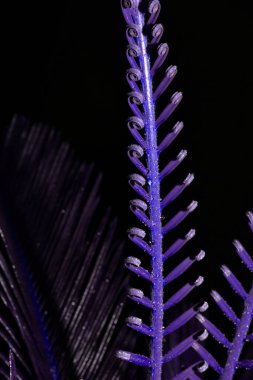Açılma aşamasında Cycas devekuşunun genç katlanmış yaprakları