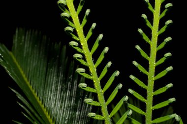 Açılma aşamasında Cycas devekuşunun genç katlanmış yaprakları