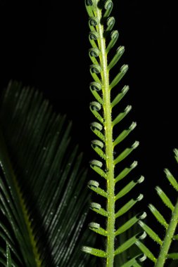 Açılma aşamasında Cycas devekuşunun genç katlanmış yaprakları