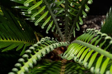 Açılma aşamasında Cycas devekuşunun genç katlanmış yaprakları