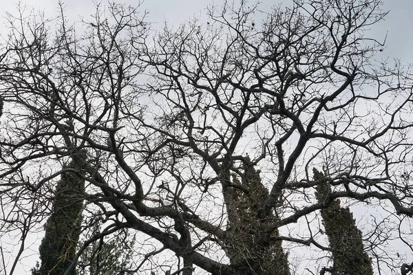 Kahle Bäume Winter Romena Der Gemeinde Pratovecchio Toskana Italien — Stockfoto